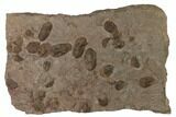 Ordovician Trilobite Mortality Plate - Tafraoute, Morocco #165239-1